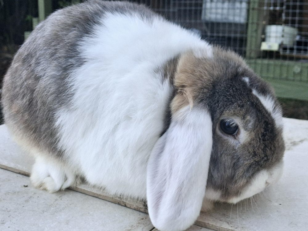 S&K RABBIT TREE - Updated March 2026 - 12 Photos - 11350 US-72, Athens ...