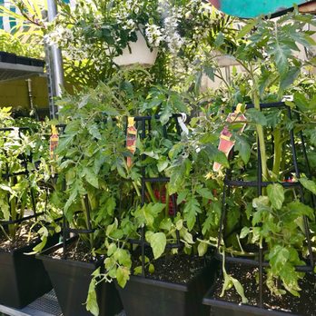 Western Market - Tomato plants! - Fruits & Veggies Near Me - Ferndale, Michigan Western Market - Tomato plants! - Fruits & Veggies Near Me - Ferndale, Michigan