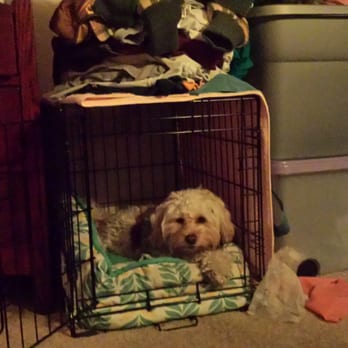 PetSmart - She was relaxed and comfortable in her crate before she got groomed - Pet Groomers Near Me - Clovis, California