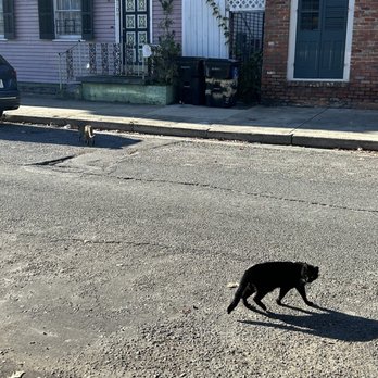Lamothe House Hotel - Stray cat! - Hotels Near Me - New Orleans, Louisiana Lamothe House Hotel - Stray cat! - Hotels Near Me - New Orleans, Louisiana