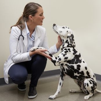 Vetco Total Care - Veterinarians Near Me - Durham, North Carolina Vetco Total Care - Veterinarians Near Me - Durham, North Carolina