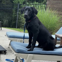 Stonnie Dennis Dog Training & Boarding - Griffin is practicing "life is not fair" drill... he wants to be in the pool!  He gets to swim every day...