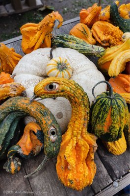 Montgomery Place Orchards by null