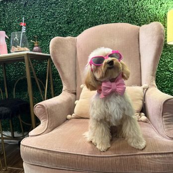 Barkers Lane - Pet Groomers Near Me - Davie, Florida