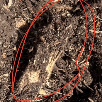 Kelly's Stump Removal - Large part of root ball still visable. - Tree Services Near Me - Sunnyvale, California