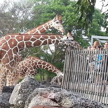 Zoo Miami - Zoos Near Me - Miami, Florida Zoo Miami - Zoos Near Me - Miami, Florida