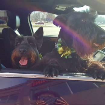 Catherine's Pet Parlor - Left to right: Winston & Jack! - Pet Groomers Near Me - Royal Oak, Michigan Catherine's Pet Parlor - Left to right: Winston & Jack! - Pet Groomers Near Me - Royal Oak, Michigan