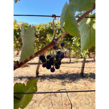Bent Creek Winery - Grapes! - Wineries Near Me - Livermore, California Bent Creek Winery - Grapes! - Wineries Near Me - Livermore, California