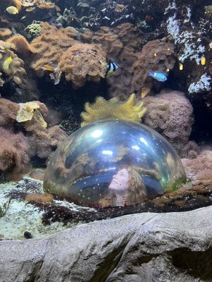 Haus des Meeres (House of the Sea) by null