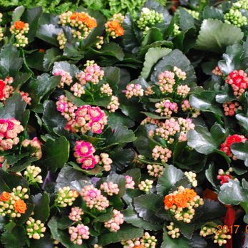 2 Blushing Blooms - Escondido - Florists Near Me - Escondido, California 2 Blushing Blooms - Escondido - Florists Near Me - Escondido, California