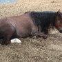Photo of Crosskennan Lane Animal Sanctuary
