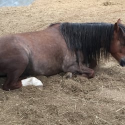 Crosskennan Lane Animal Sanctuary