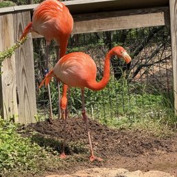 Flamingos Flamingos