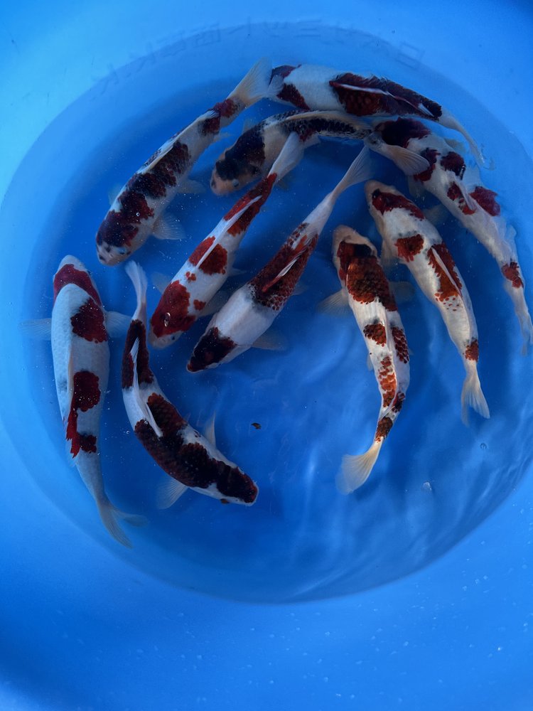 Ohio Koi - koi in Sunbury, OH