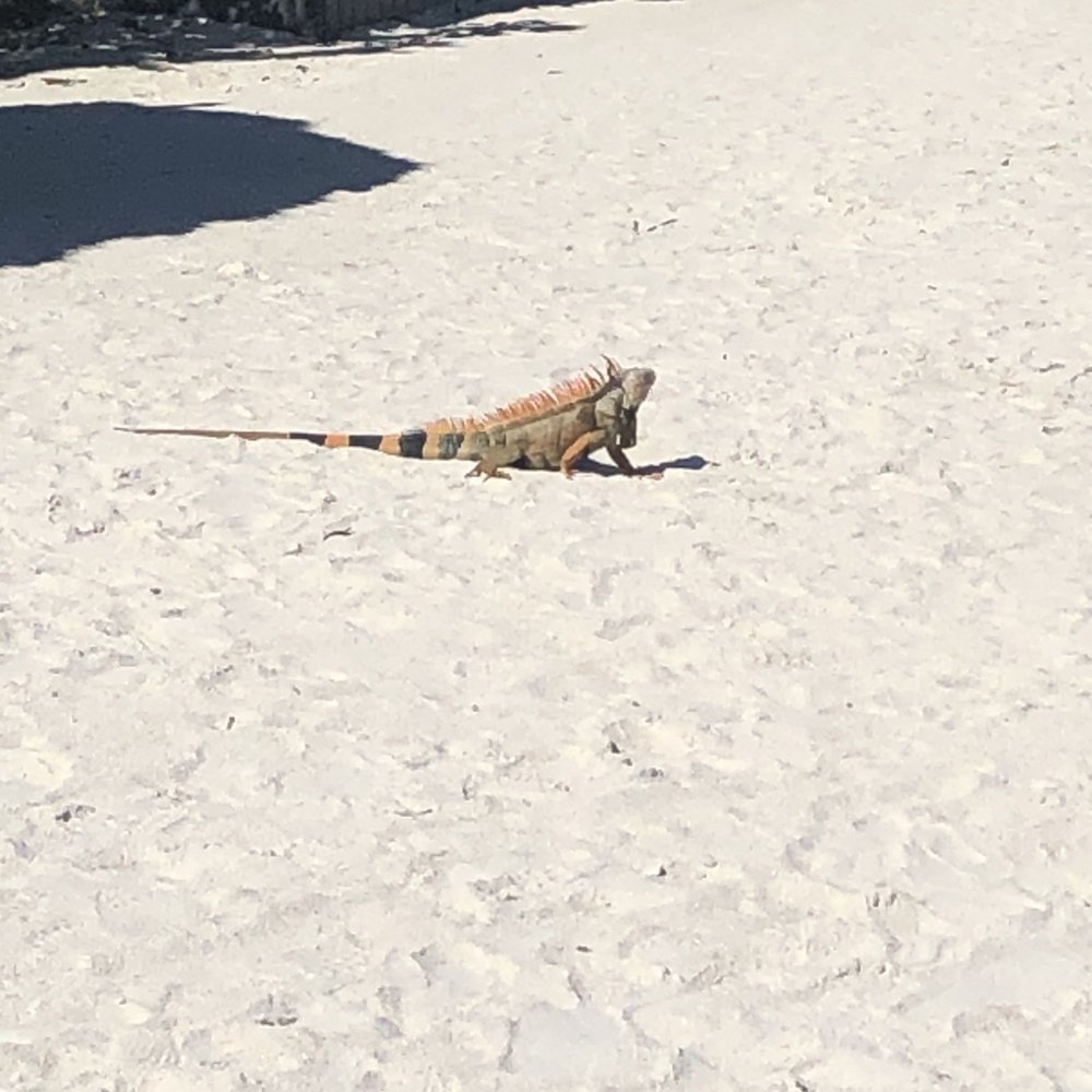 Ocean Pointe Suites at Key Largo - Iguana - Hotels Near Me - Key Largo, Florida Ocean Pointe Suites at Key Largo - Iguana - Hotels Near Me - Key Largo, Florida