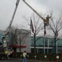Photo of Aspen Tree Services