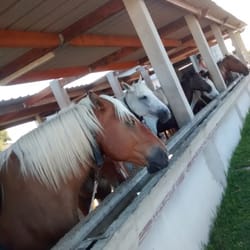 mas de l'Espiguette - Quelques chevaux