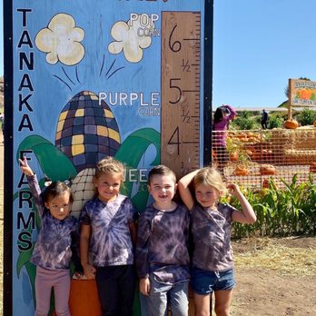 New Thought Montessori - We had an awesome field trip to Tanaka Farms to pick vegetables and pumpkins. - Montessori Schools Near Me - Lake Forest, California New Thought Montessori - We had an awesome field trip to Tanaka Farms to pick vegetables and pumpkins. - Montessori Schools Near Me - Lake Forest, California