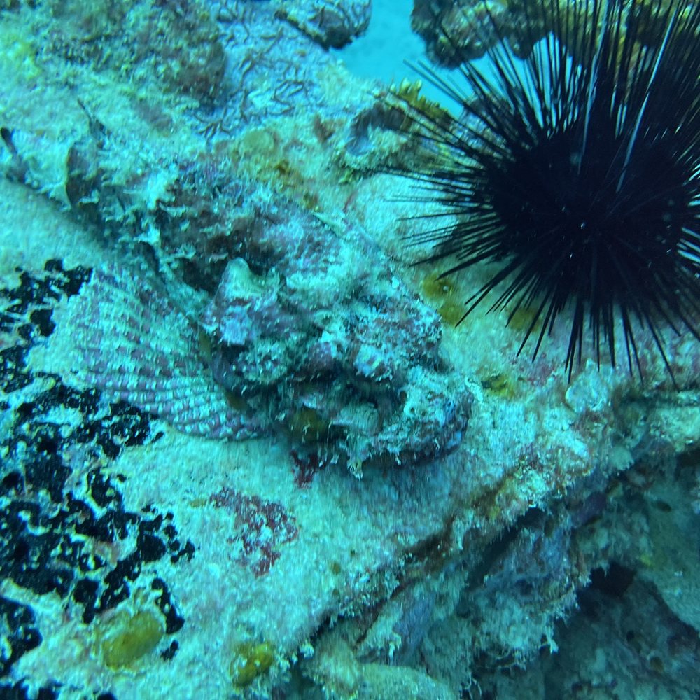 Rainbow Reef Dive Center - Scuba Diving Near Me - Key Largo, Florida Rainbow Reef Dive Center - Scuba Diving Near Me - Key Largo, Florida
