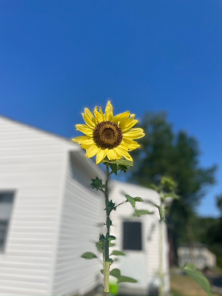 SHAW FARM DAIRY Updated October 2024 32 Photos & 67 Reviews 204