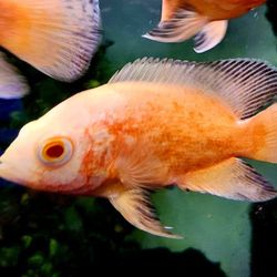 Exotic Aquatic - Albino oscar Special order welcomed
