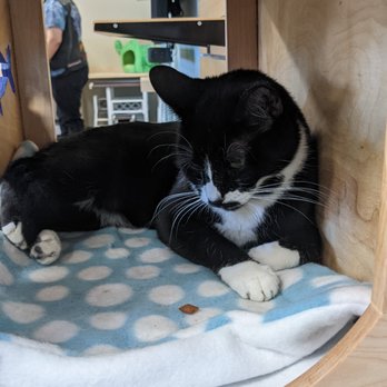 Kitty Pause Kitty Cafe - Pet Adoption Near Me - Mesa, Arizona Kitty Pause Kitty Cafe - Pet Adoption Near Me - Mesa, Arizona