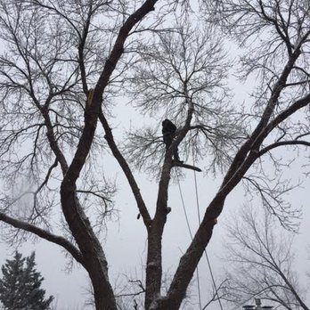 Senn's Tree Service - Ash Tree Removal - Tree Services Near Me - Arvada, Colorado