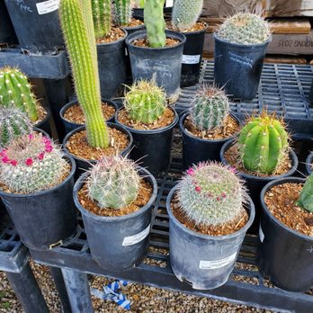 SummerWinds Nursery - Tatum - Cacti - Nurseries & Gardening Near Me - Phoenix, Arizona