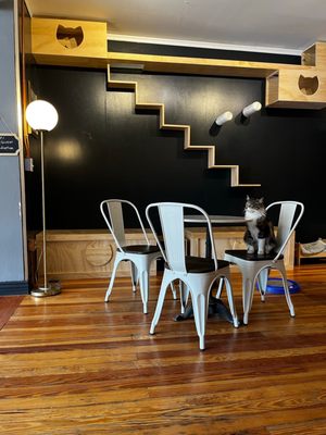 Denver Cat Company by null