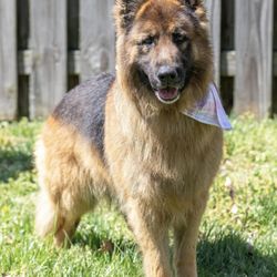 Humane Society Of Sumner County