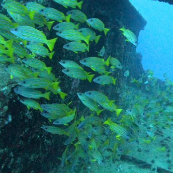 Aloha Scuba Diving Company - Schooling fish over the wreck, about 100 feet. - Scuba Diving Near Me - Honolulu, Hawaii