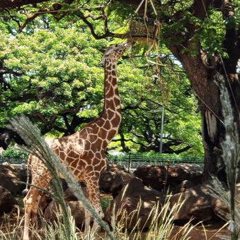Honolulu Zoo - Giraffe - Zoos Near Me - Honolulu, Hawaii