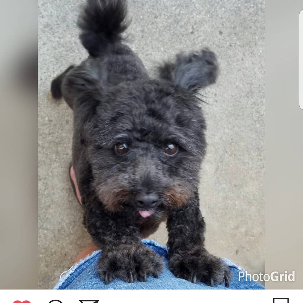 The Dogg Lounge - This is my Betsy. She put bows on her but my girl don't like them. She took them right off the minute we got home. Lol! - Pet Groomers Near Me - Whittier, California The Dogg Lounge - This is my Betsy. She put bows on her but my girl don't like them. She took them right off the minute we got home. Lol! - Pet Groomers Near Me - Whittier, California