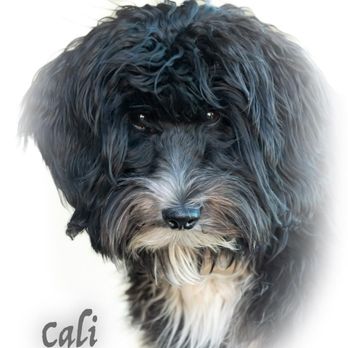 Steaks and Cakes - This is Cali, she also had a great time with us at Stake's & Cakes - Steakhouses Near Me - Blythe, California Steaks and Cakes - This is Cali, she also had a great time with us at Stake's & Cakes - Steakhouses Near Me - Blythe, California