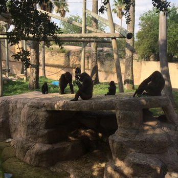 Gladys Porter Zoo - Family of Gorillas (even 3 babies) - Zoos Near Me - Brownsville, Texas