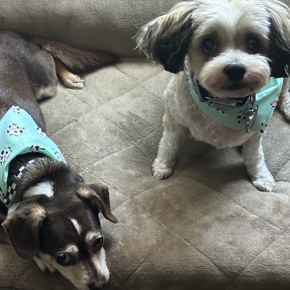 That's So Fetch - Pet Groomers Near Me - Montclair, California That's So Fetch - Pet Groomers Near Me - Montclair, California