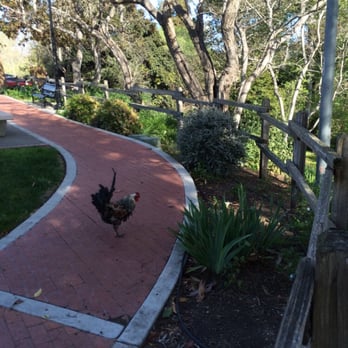 Kiwanis Park - "HUMAN! GET OUT!", the Roaster "thought"! - Parks Near Me - Arroyo Grande, California Kiwanis Park - "HUMAN! GET OUT!", the Roaster "thought"! - Parks Near Me - Arroyo Grande, California
