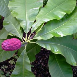 Botanischer Garten