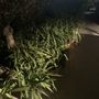 Photo of Mozlin's Delicate Orchid Care