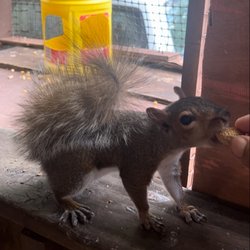Kos Hardware & Grain Co - My lil furry friend...