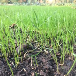 Over seed with cool season grasses for year-round beauty.