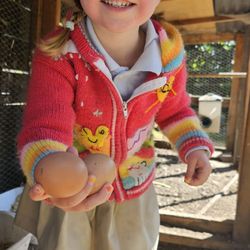 Little Wildflowers Preschool - We love to check for eggs first thing in the morning.