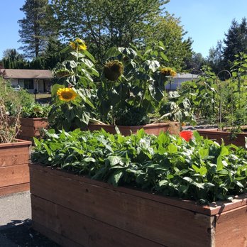 Charlotte's Blueberry Park - Wow! Check out the mammoth sunflowers in the Community Garden! - Pick Your Own Farms Near Me - Tacoma, Washington Charlotte's Blueberry Park - Wow! Check out the mammoth sunflowers in the Community Garden! - Pick Your Own Farms Near Me - Tacoma, Washington