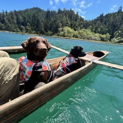 Happy Dog Happy Home
