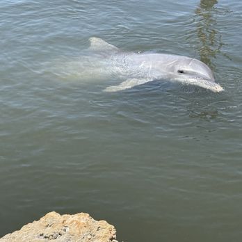 Dolphin Research Center - Tours Near Me - Marathon, Florida Dolphin Research Center - Tours Near Me - Marathon, Florida