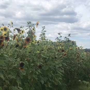 Kelder's Farm - Sunflower field - Pick Your Own Farms Near Me - Kerhonkson, New York Kelder's Farm - Sunflower field - Pick Your Own Farms Near Me - Kerhonkson, New York
