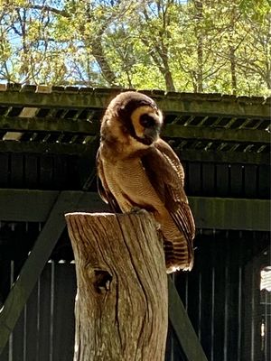 The Avian Conservation Center & Center for Birds of Prey by null