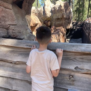 Bearizona - The very short glimpses of the bear - Zoos Near Me - Williams, Arizona