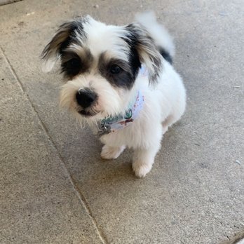 Dog Styling Boutique - After! - Pet Groomers Near Me - Glendora, California