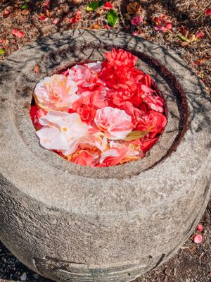 Kubota Garden by null